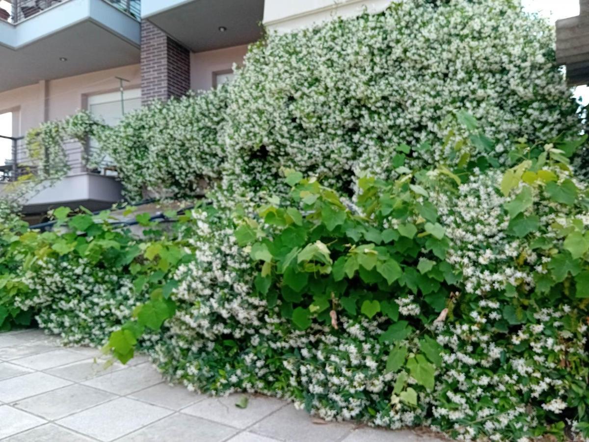 Stella'S Jasmine Apartment Thessaloniki Exterior photo